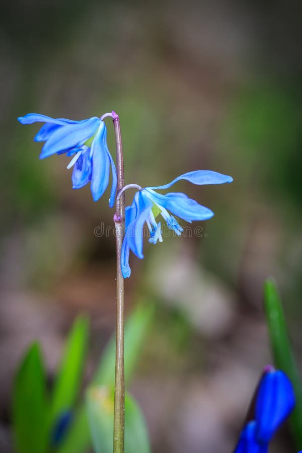 Nice spring blue wild flowers stock photos