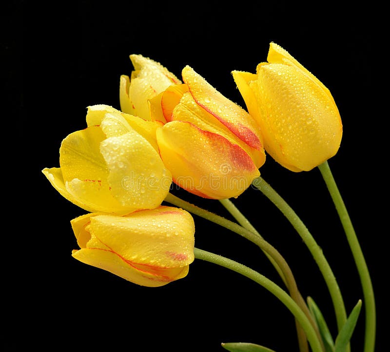 Nice spring flowers stock photo. Image of tulips, spring 91556566