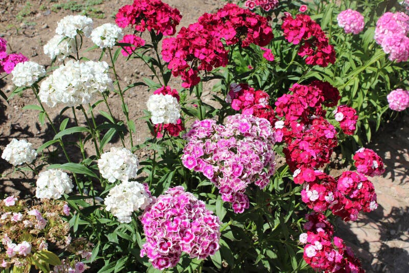 Nice spring flowers stock image. Image of nature, floral 117062225