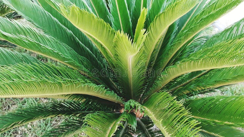 Nice Tree palm stock photos Nice Tree palm stock photos