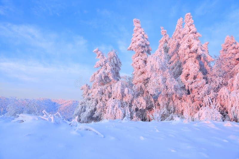 Nice twisted trees covered with thick snow layer enlighten rose colored sunset in beautiful winter day.