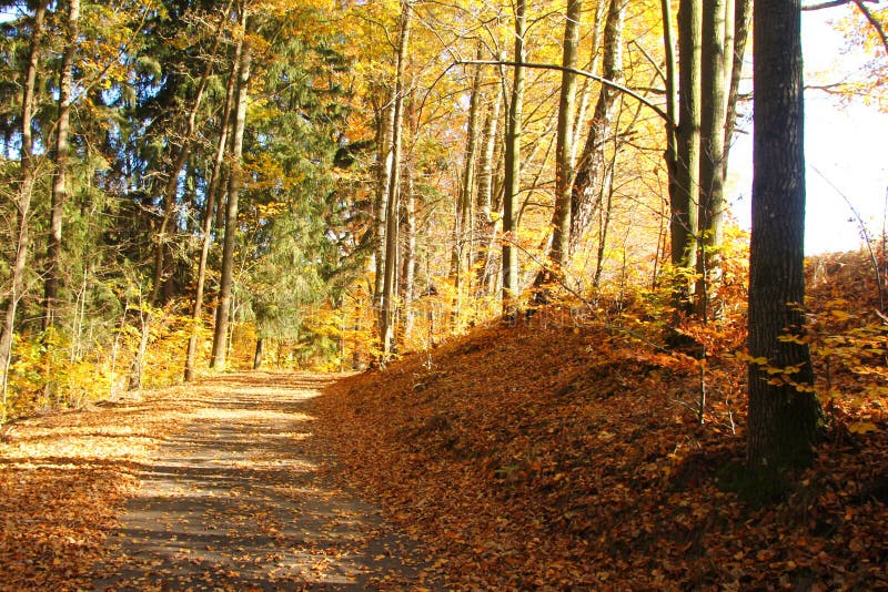 Autumn nature with its colorful trees royalty free stock photos Autumn nature with its colorful trees royalty free stock photos