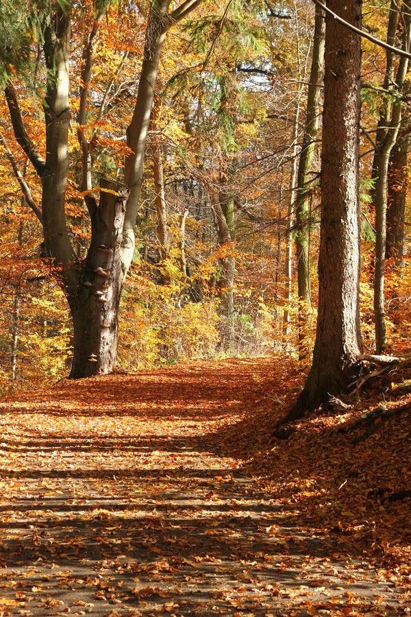 Autumn nature with its colorful trees stock photo Autumn nature with its colorful trees stock photo