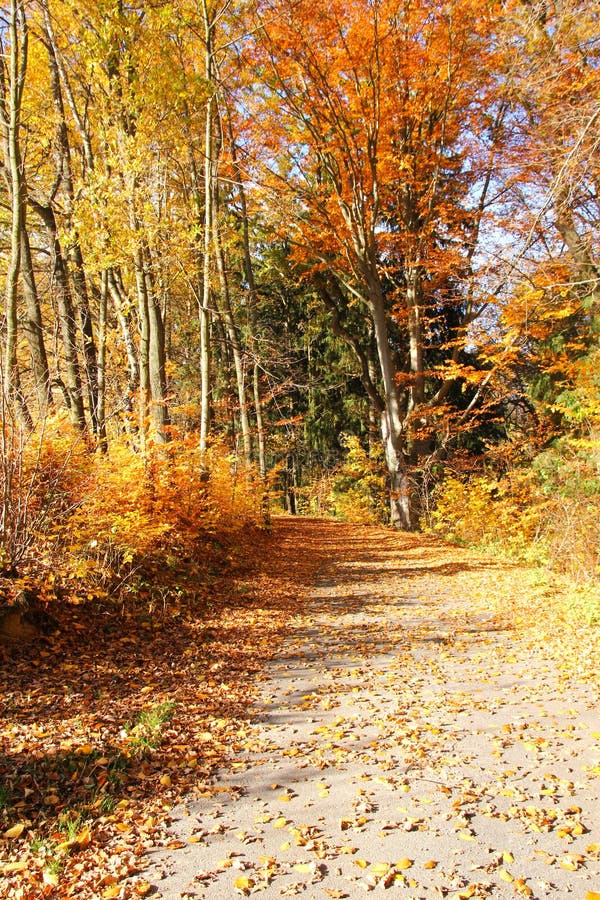 Autumn nature with its colorful trees royalty free stock photography Autumn nature with its colorful trees royalty free stock photography