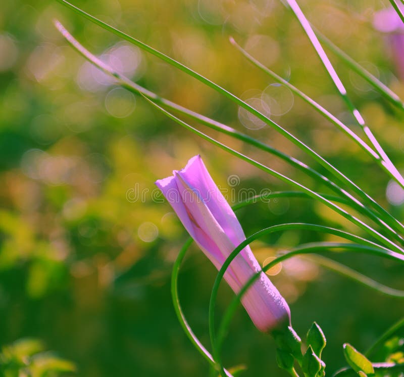 Violet cup of morning coffee or cappuccino and delicate purple, lilac  flowers. Mother's day concept. Cozy breakfast Stock Photo - Alamy