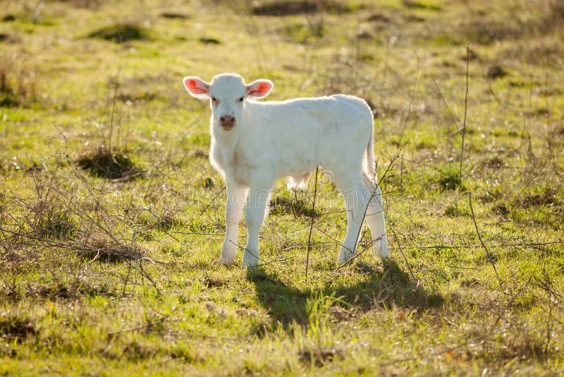 Nice white calf on the green meadow