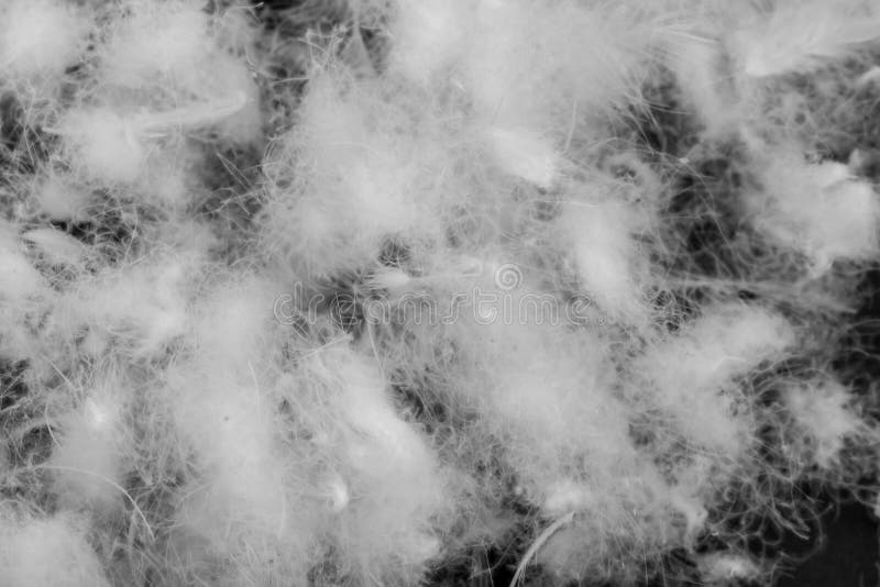 Nice White Duck Down. Texture or Background Stock Image Image of texture, retro 243866323