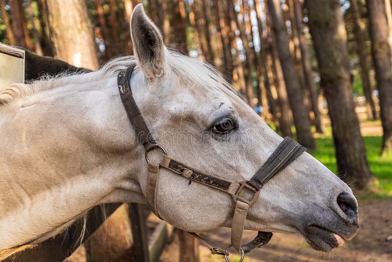 White Horse`s head with bridle, close-up outdoor shot.