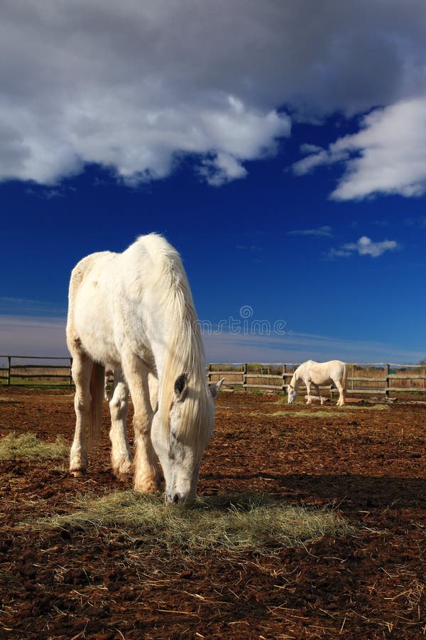 Nice white horse feed on hay with horse in background, dark blue sky with clouds