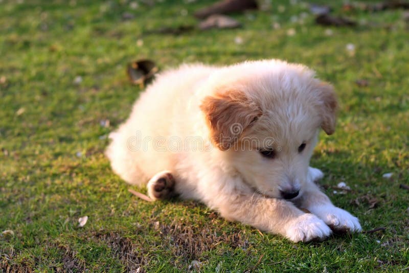 Nice white labrador