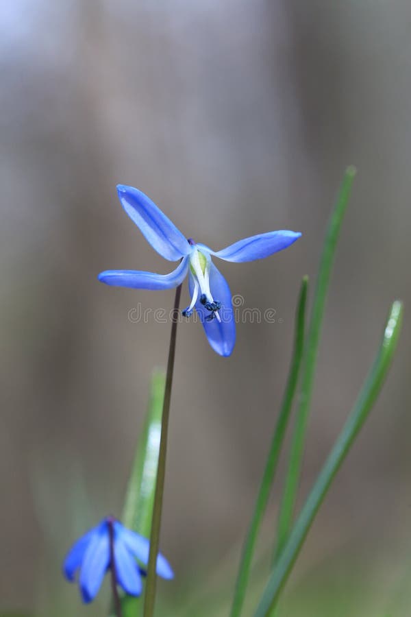 Nice wild blue flower at spriing royalty free stock photography