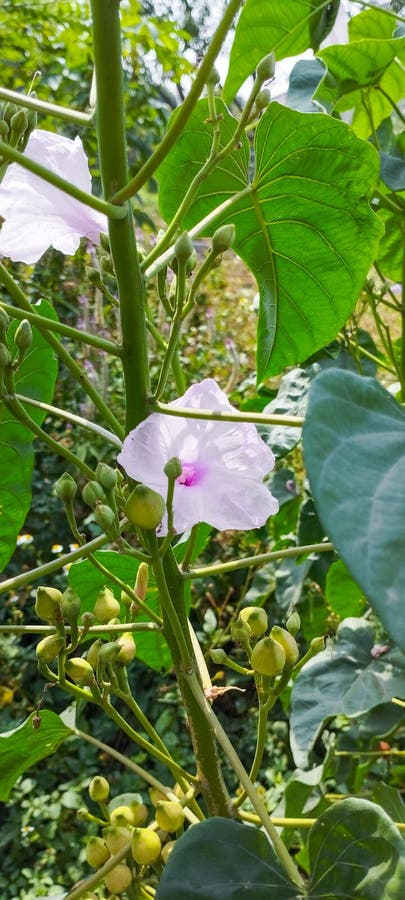 Nice wild flowers part five royalty free stock images