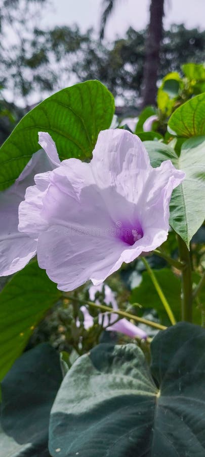 Nice wild flowers part four stock photo