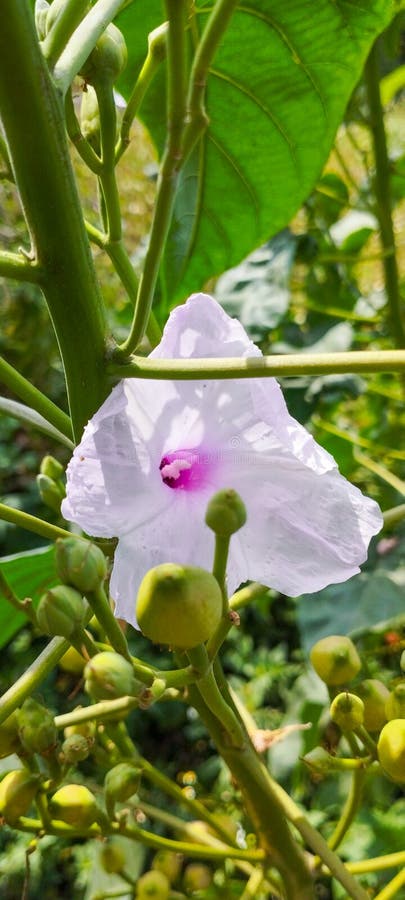 Nice wild flowers part three royalty free stock photography