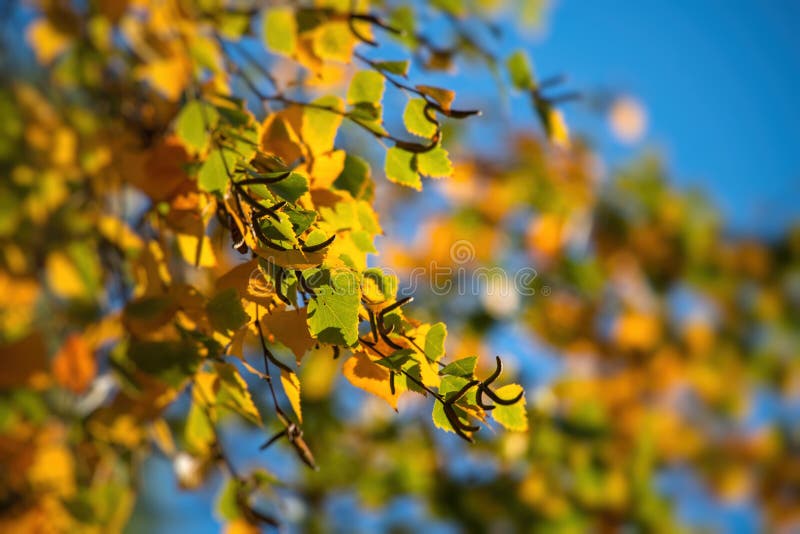 Trải nghiệm cảm giác tuyệt vời với Nice Yellow Orange Red Leaves Nature Background Abstract Macro, một video phong cảnh đến từ 4k nature background video. Tận hưởng màu sắc tươi tắn của thiên nhiên, những chi tiết khói lửa tinh tế của cây lá, mang đến cho bạn một cảm giác sống động và thú vị.