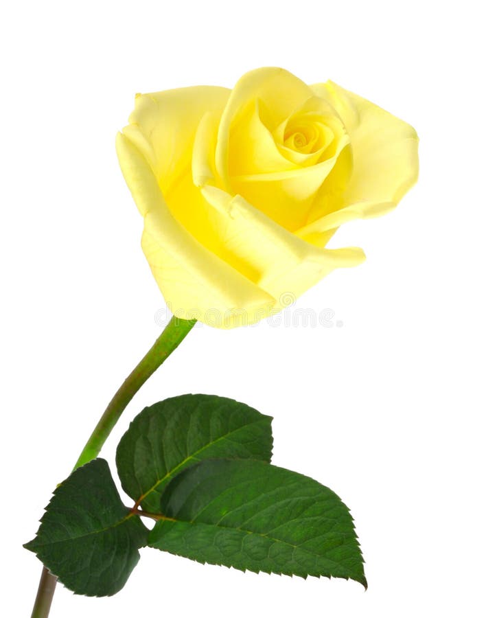 Nice Yellow Rose, White Background Stock Image Image of design