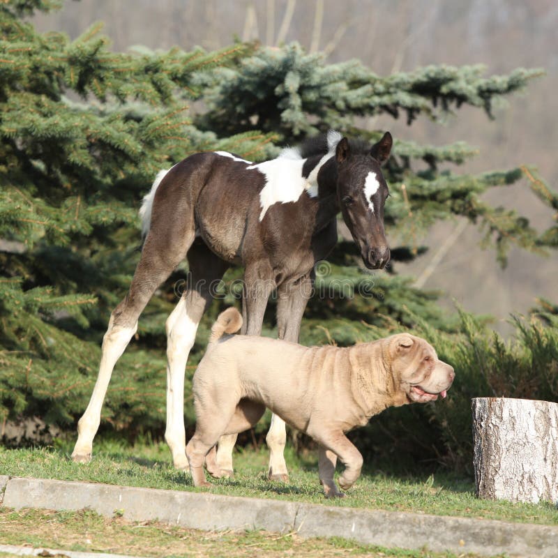 Nice young dog playing with foal