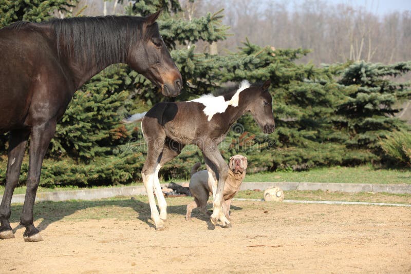 Nice young dog playing with foal