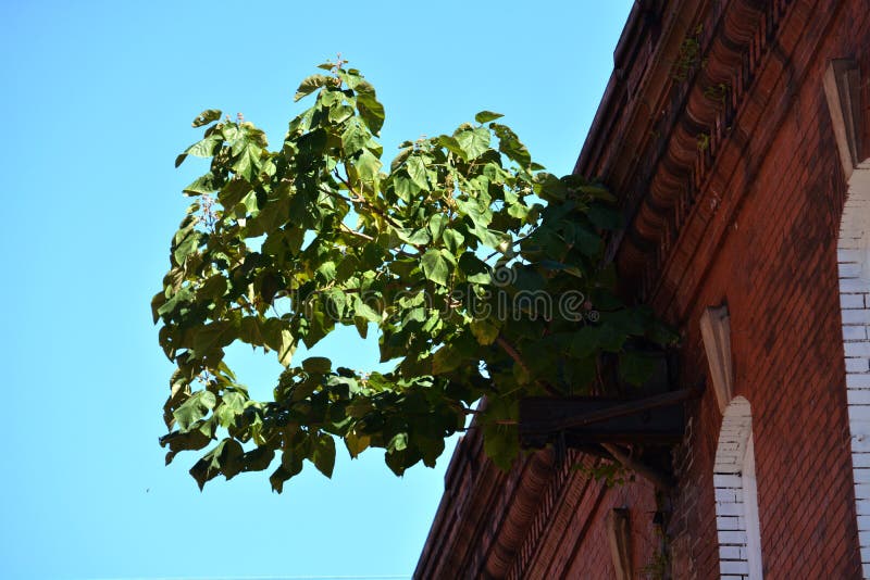 Nicht willkommener Baum stockfotos Nicht willkommener Baum stockfotos