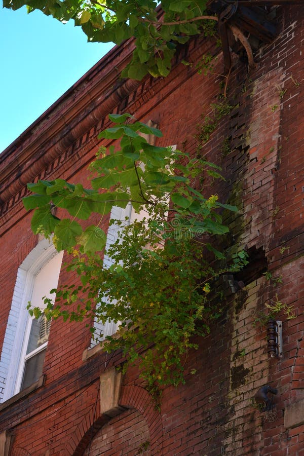 Nicht willkommener Baum stockfotos Nicht willkommener Baum stockfotos
