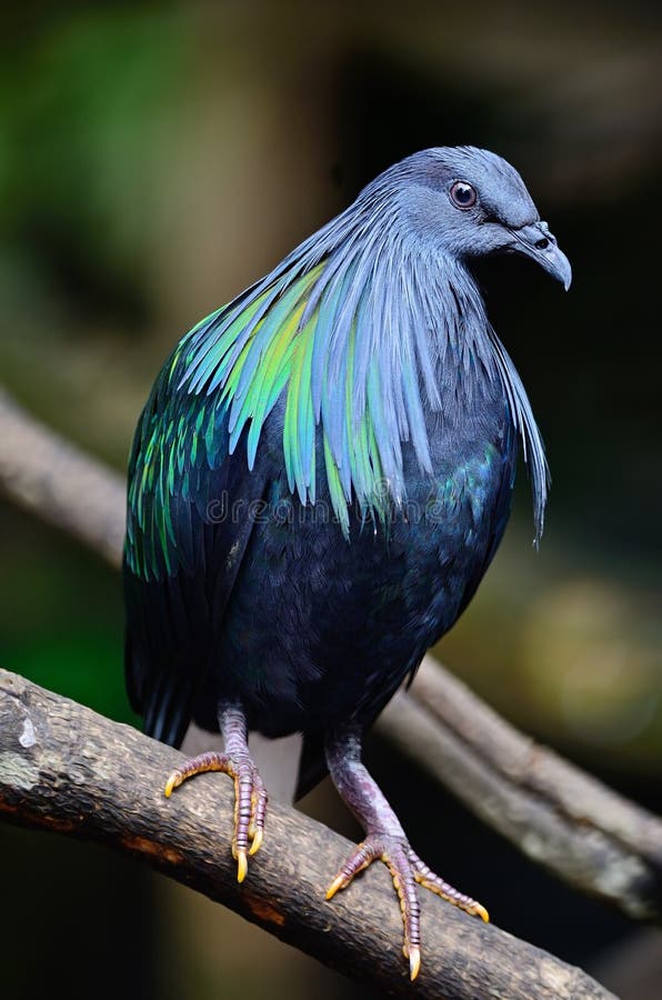 Nicobar Pigeon