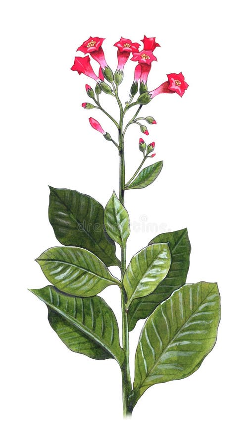 Nicotianatabacum royaltyfri illustrationer