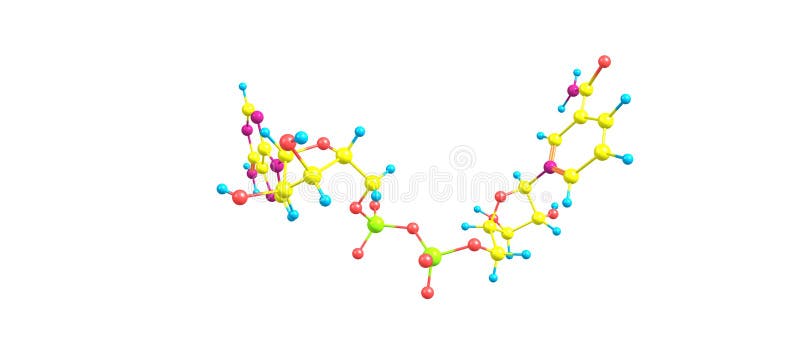 Nicotinamide adenine dinucleotide molecular structure isolated on white royalty free illustration Nicotinamide adenine dinucleotide molecular structure isolated on white royalty free illustration