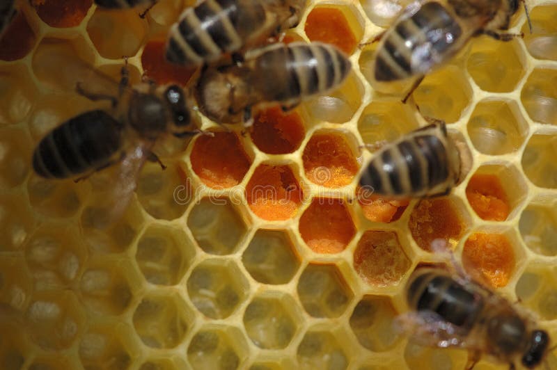 Nid d'abeilles avec des abeilles photo libre de droits Nid d'abeilles avec des abeilles photo libre de droits