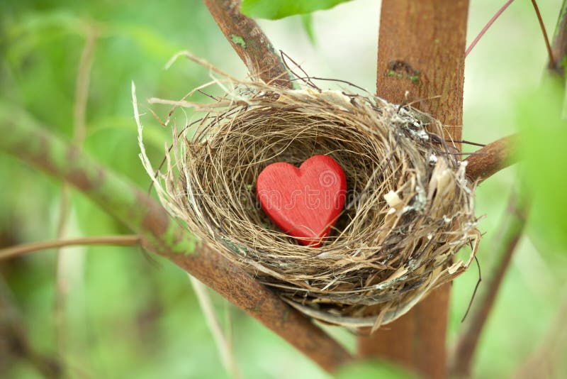 A birds nest with a red love heart resting in a tree. A birds nest with a red love heart resting in a tree