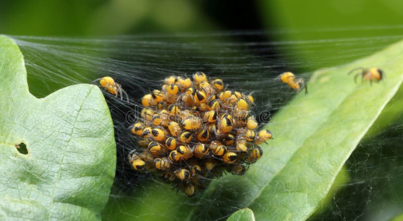Nid D Araignees Bebe Image Stock Image Du Jardin Fermer Nid D Araignees Bebe Image Stock Image Du Jardin Fermer