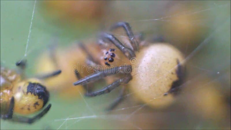 Nid D Araignees De Bebe Banque De Videos Video Du Araignees Nid D Araignees De Bebe Banque De Videos Video Du Araignees