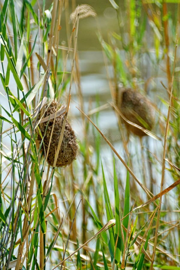 Nid d'oiseau de tisserand dans les roseaux images stock Nid d'oiseau de tisserand dans les roseaux images stock