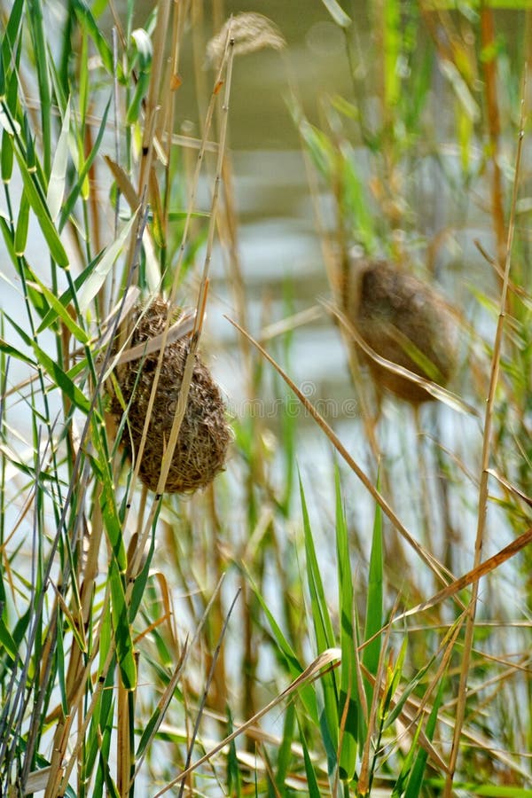 Oiseau Tisserand En Cours De Tissage Nid Photo stock - Image du vert, oiseau:  225363344