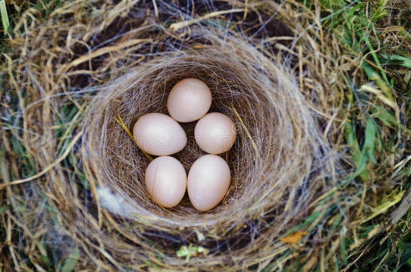 Nid D'oiseaux Avec Cinq Oeufs Photo stock Image du oeufs, rouge 53705730