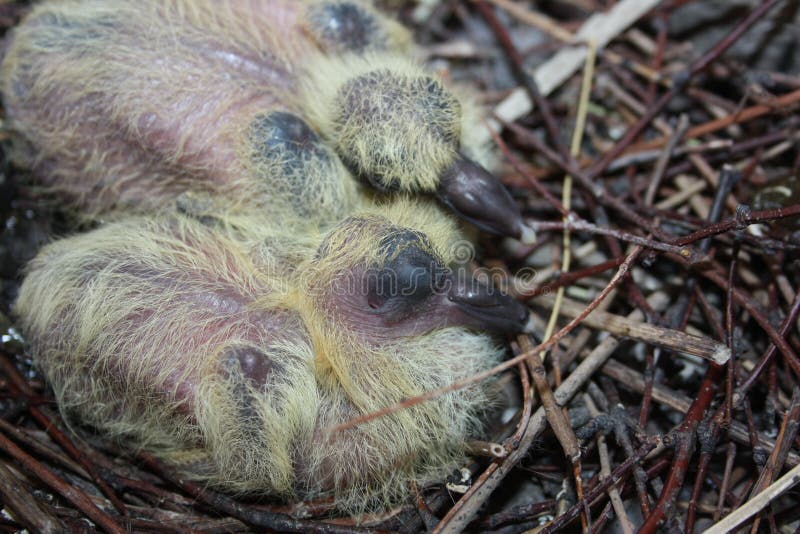 Nid d'une colombe Faune dans la ville Pigeon de bébé photos libres de droits Nid d'une colombe Faune dans la ville Pigeon de bébé photos libres de droits
