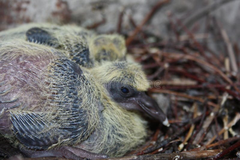Nid d'une colombe Faune dans la ville Pigeon de bébé images stock Nid d'une colombe Faune dans la ville Pigeon de bébé images stock