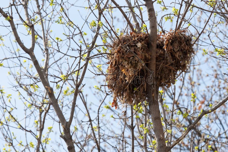 Comment S'appelle Le Nid De L'écureuil Nid D'écureuil D'arbre Haut Dans Un Arbre Image stock - Image du animal