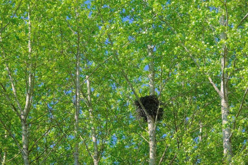 Nid de pie image stock. Image du arbres, animal, normal 182808637