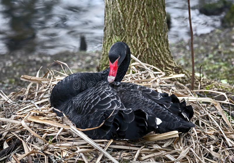 Black swan on its nest. Latin name - Cygnus atratus. Black swan on its nest. Latin name - Cygnus atratus