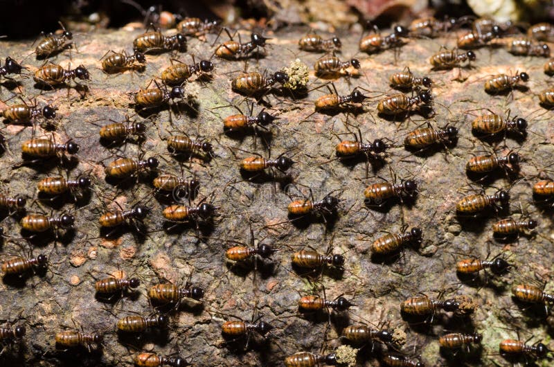 Nidiata della termite del lavoratore sulla corteccia di albero immagine stock Nidiata della termite del lavoratore sulla corteccia di albero immagine stock