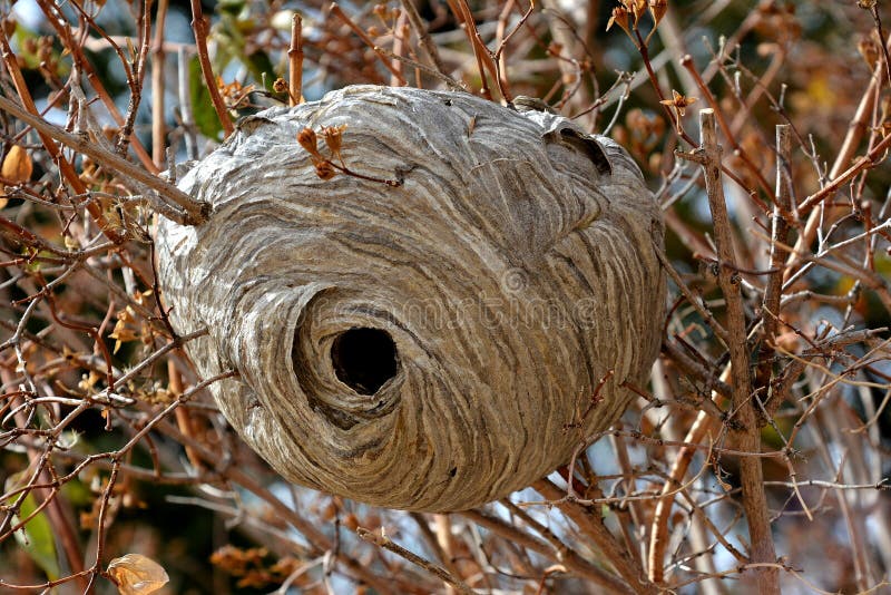 nido di calabroni piccolo