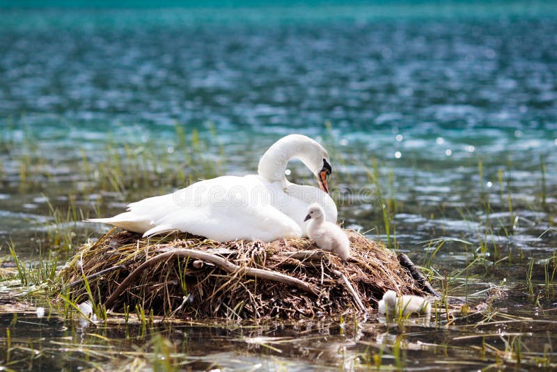 Nido del cigno nel lago della montagna Uccello e bambini della madre immagini stock libere da diritti Nido del cigno nel lago della montagna Uccello e bambini della madre immagini stock libere da diritti