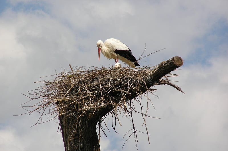 Stork nest of Poland. Stork nest of Poland