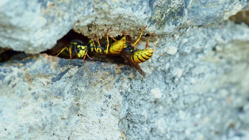 Nido di vespa nella parete di pietra, le vespe entrano e volano fuori dal foro di entrata Inno a strisce gialle e nere