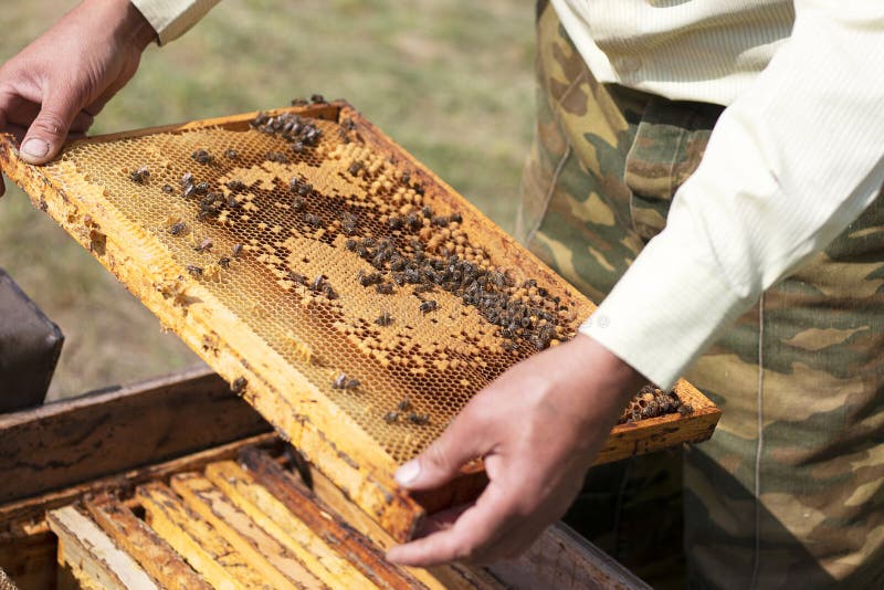 Nids d'abeilles avec du miel et les abeilles jaunes frais dans le rucher L'apiculteur garde des nids d'abeilles avec les abeilles images libres de droits Nids d'abeilles avec du miel et les abeilles jaunes frais dans le rucher L'apiculteur garde des nids d'abeilles avec les abeilles images libres de droits