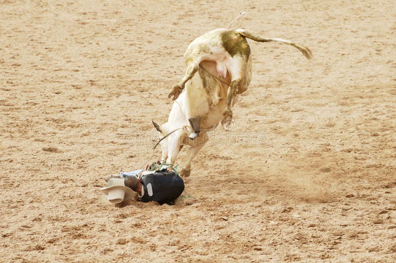 A bull rider in a dangerous position on the ground. A bull rider in a dangerous position on the ground.