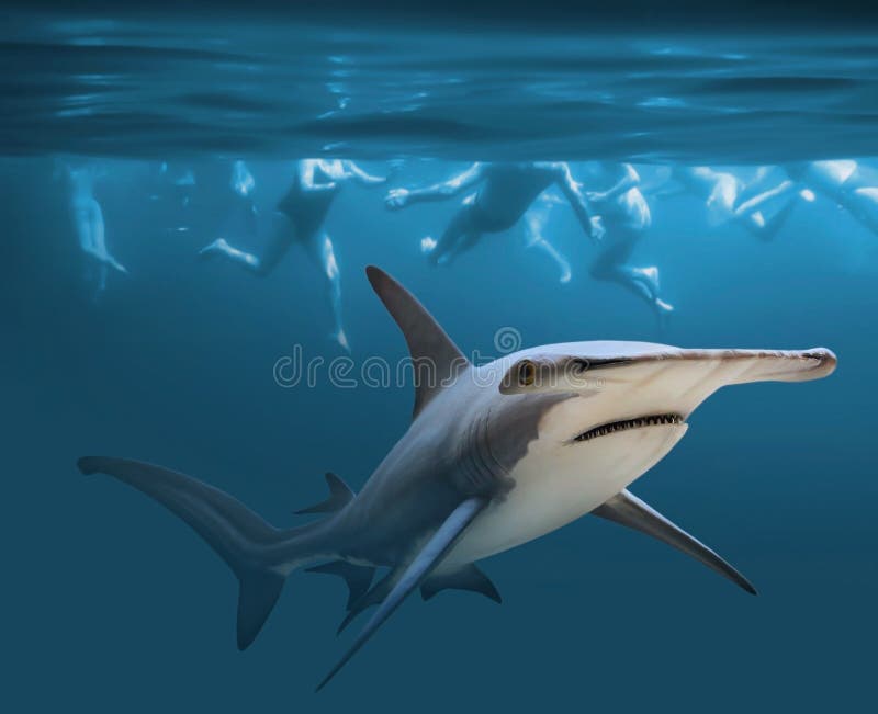 Hammerhead shark near group of swimmers. Health and life insurance theme. Enjoy summer holidays in tropical destinations. Hammerhead shark near group of swimmers. Health and life insurance theme. Enjoy summer holidays in tropical destinations.