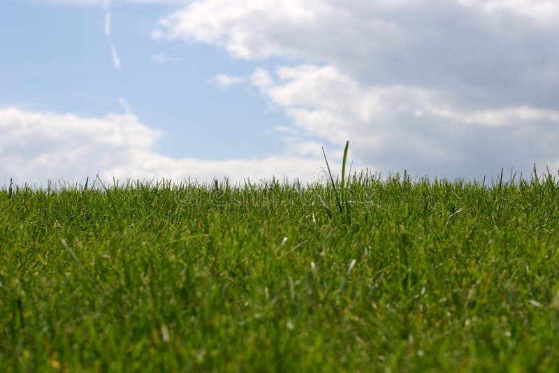 Download Niebieska green zdjęcie stock. Obraz złożonej z macro, rozochocony - 132956