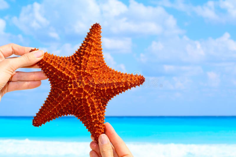 Hand held starfish in front of a caribbean blue ocean. Hand held starfish in front of a caribbean blue ocean.