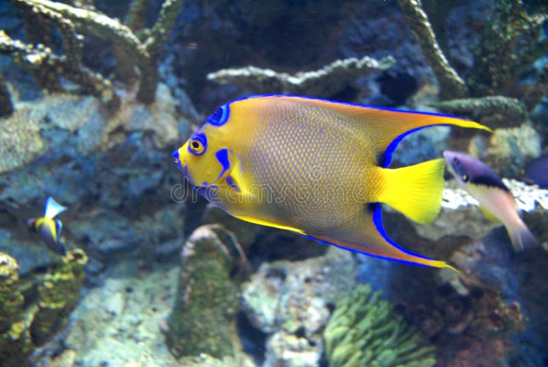 Niebieski kolor żółty ryb